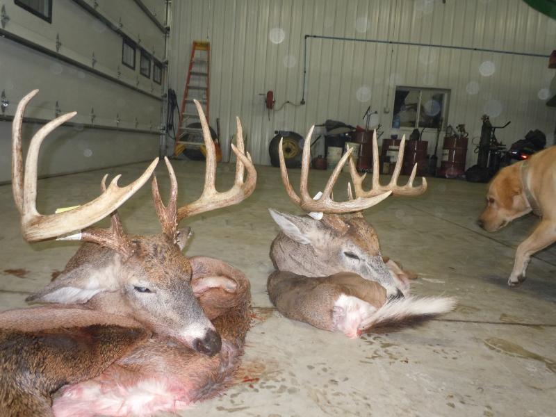 Bow Bucks 2011 0011