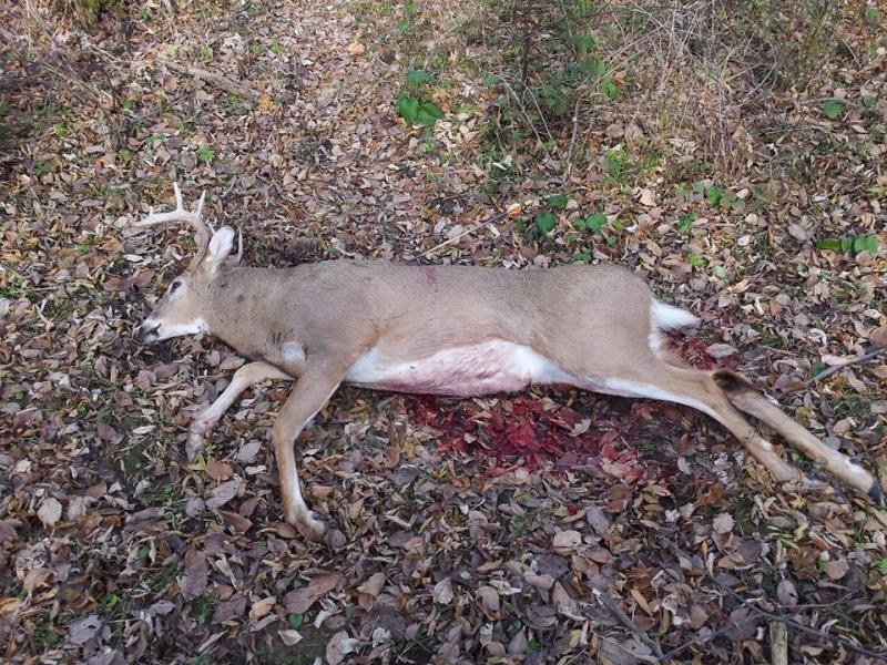 bow deer