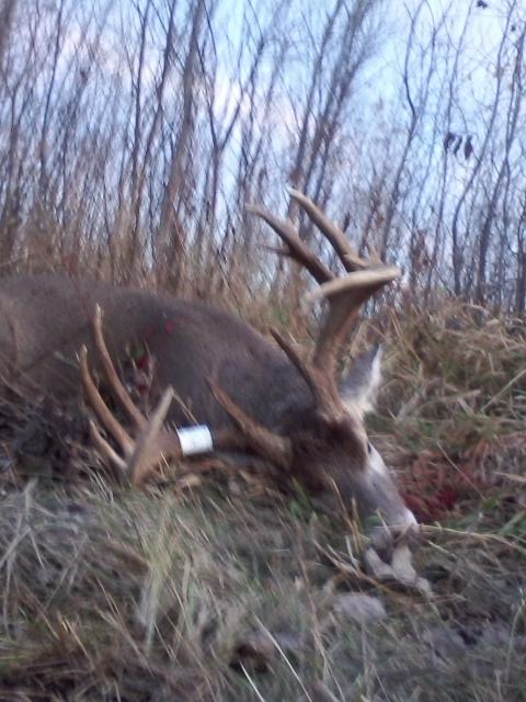 Brads 2015 Bow Buck