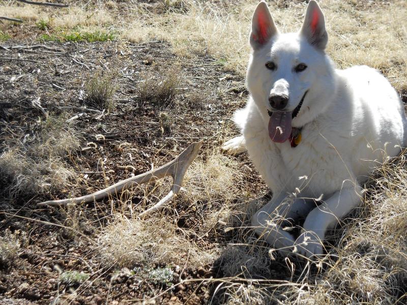 Broken elk antler tip with Thor.