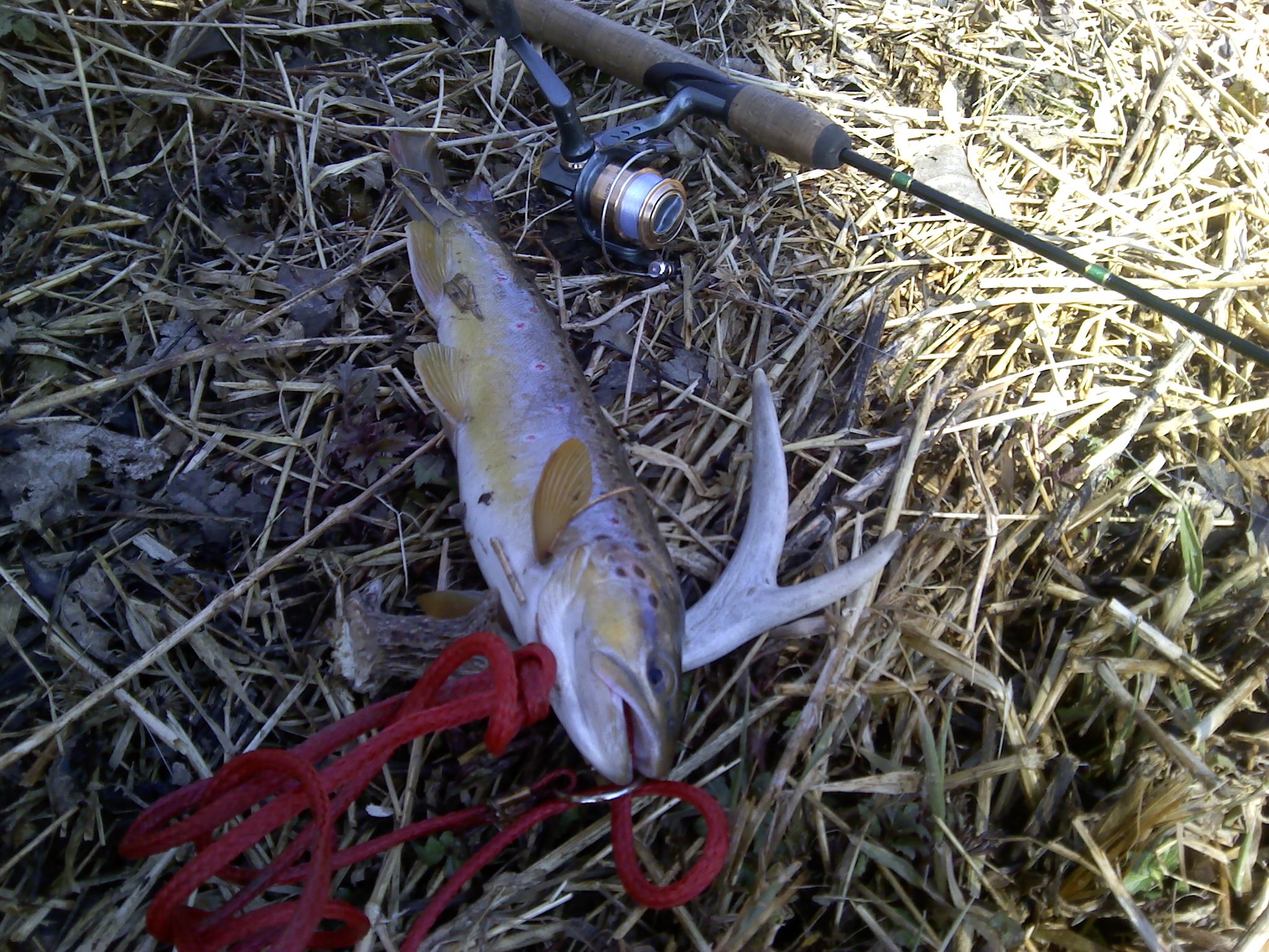 Brown Trout With Shed