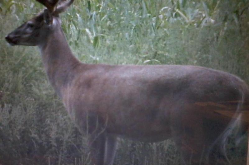 Buck 1   2a
