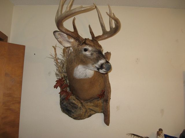 Buck#1