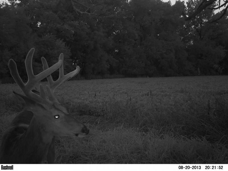 buck 2013
