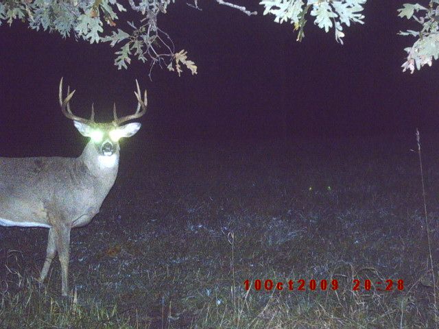 Buck 3