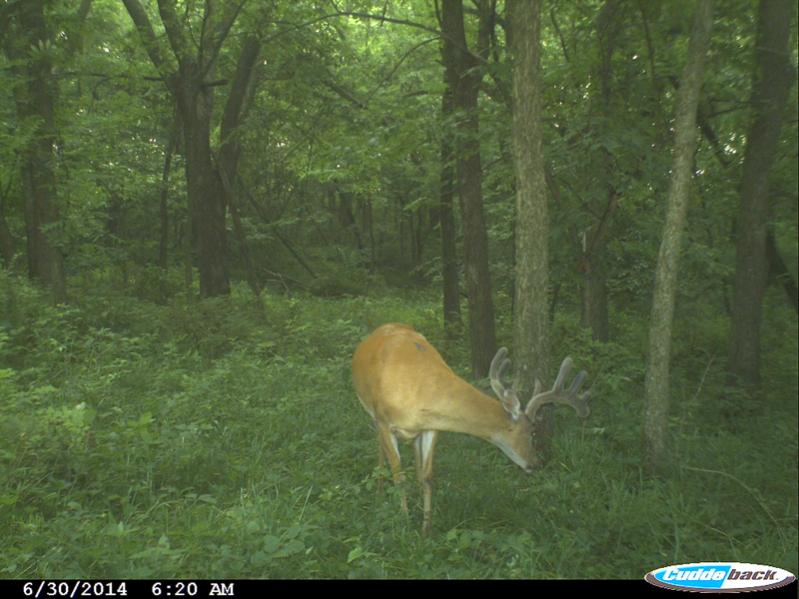 Buck 4