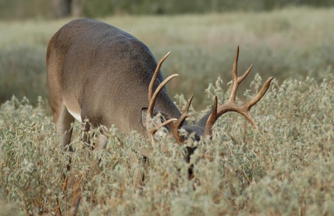 buck 5