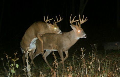 buck breeding a buck 02