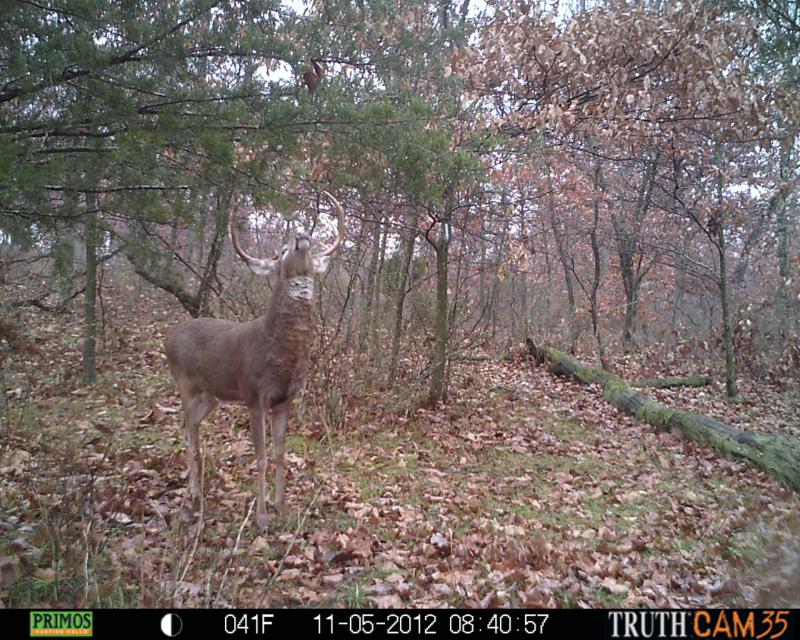 Buck that got away during Bow