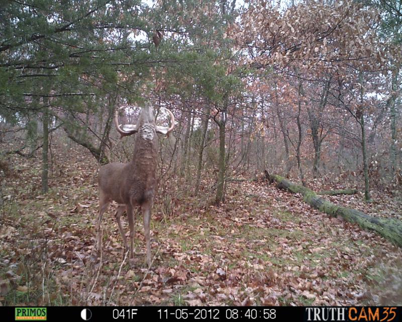 Buck that got away during Bow