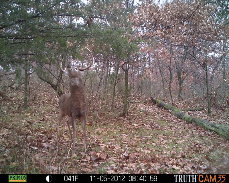Buck that got away during Bow