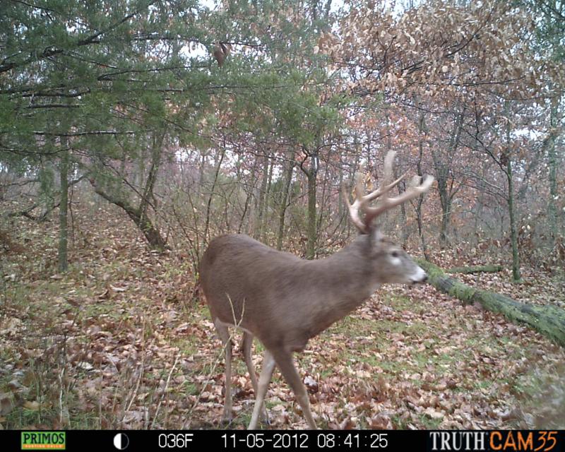 Buck that got away during Bow