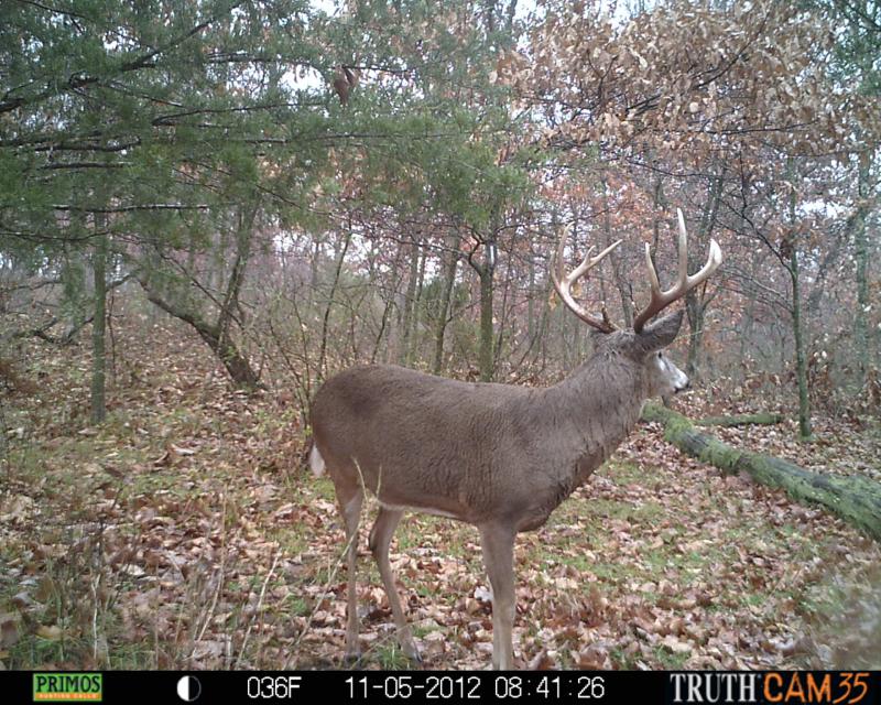 Buck that got away during Bow