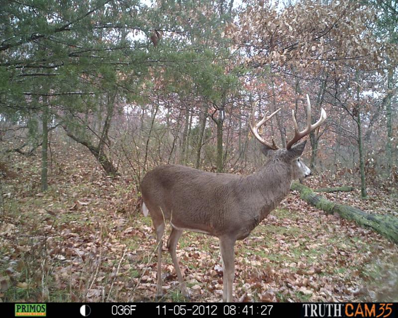 Buck that got away during Bow