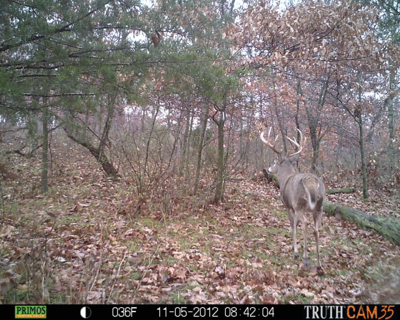 Buck that got away during Bow