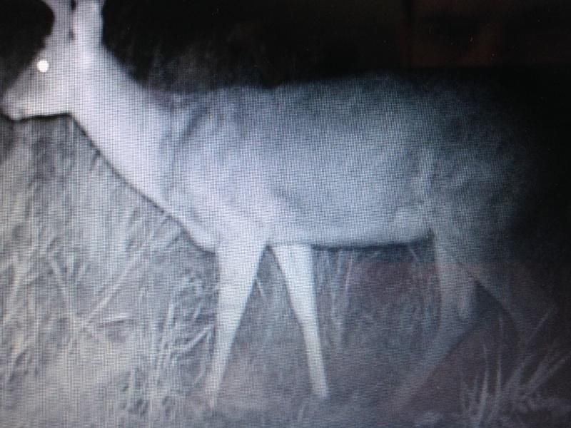 Buck yr 1