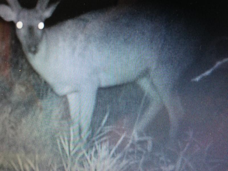 Buck yr 2 (3)