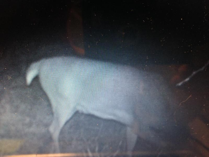 Buck yr 2 (4)