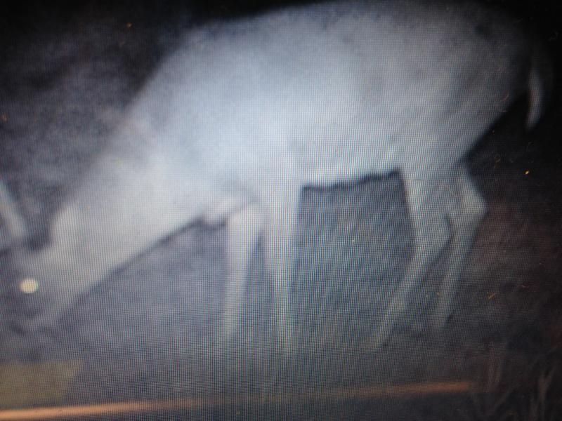Buck yr 2 (5)