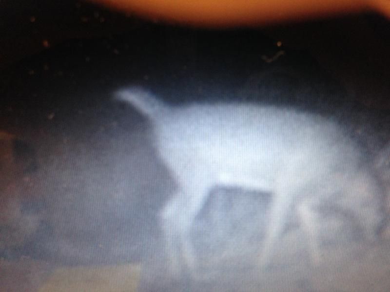 Buck yr 2 (7)