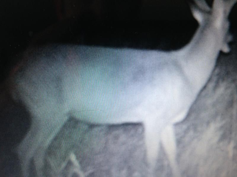 Buck yr 2