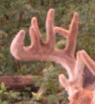 Buck