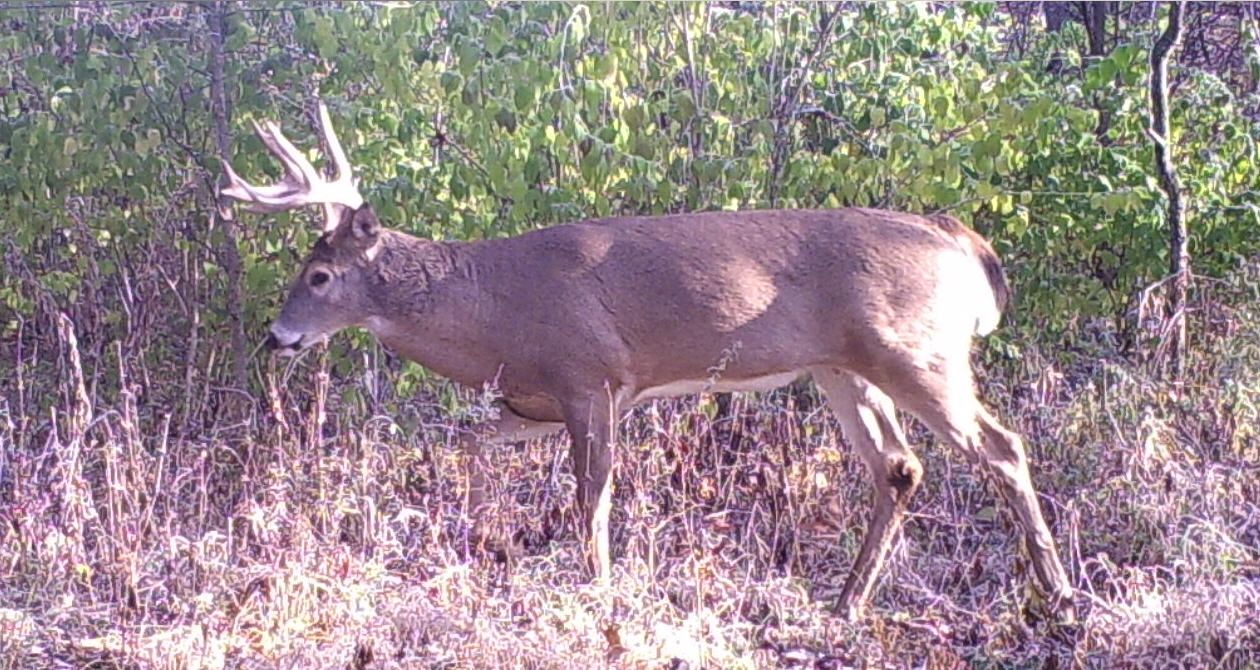 Buck