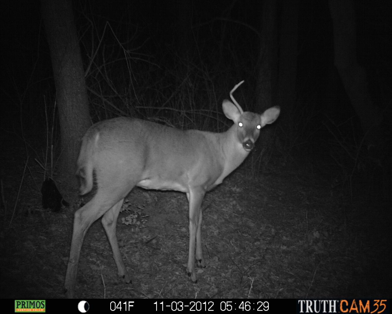 Buck