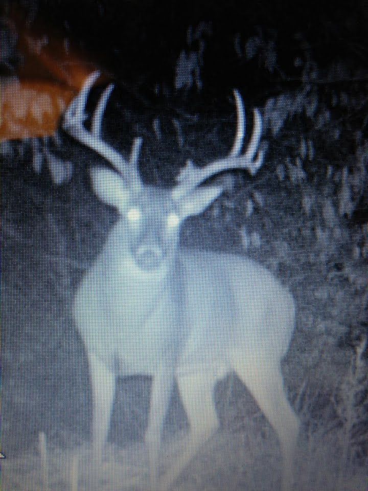 Buck