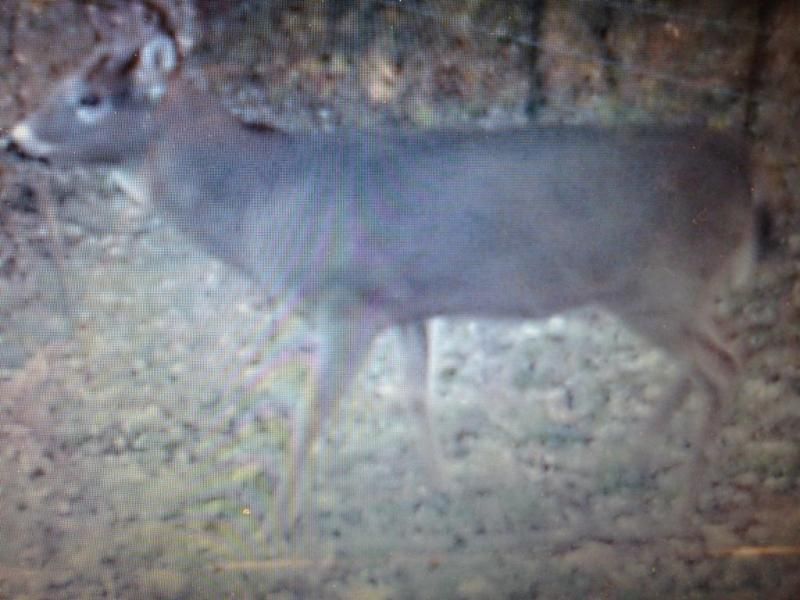 Buck1 (1)