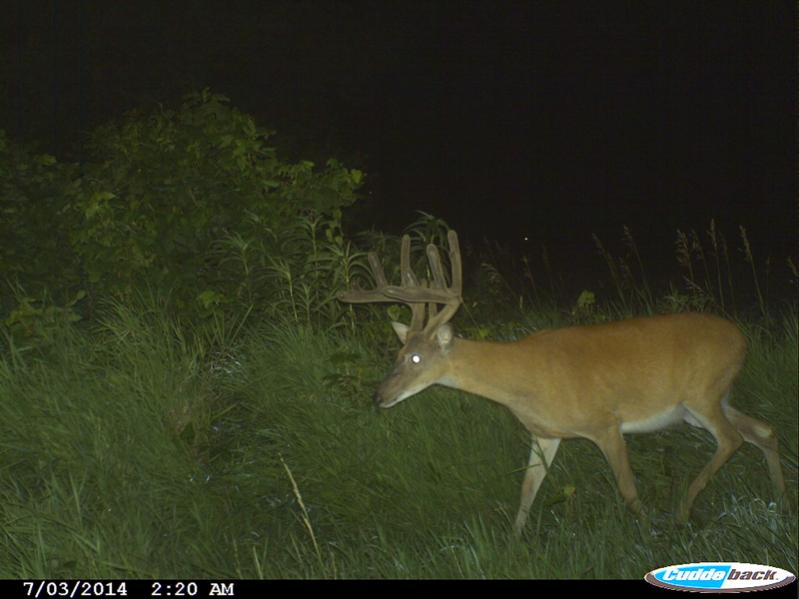 Buck1