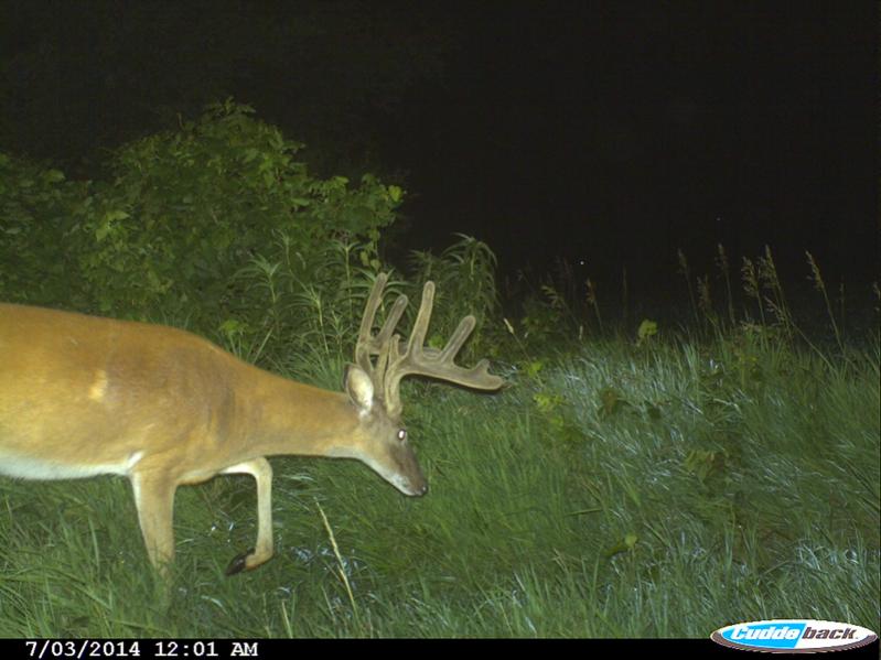 Buck1