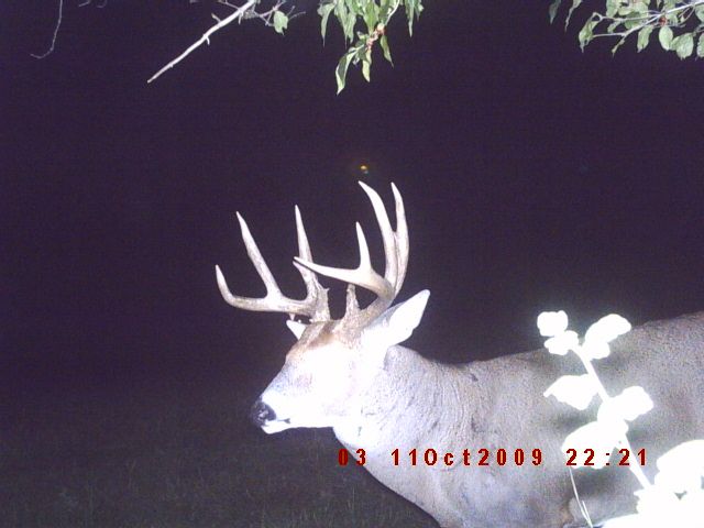 Buck1