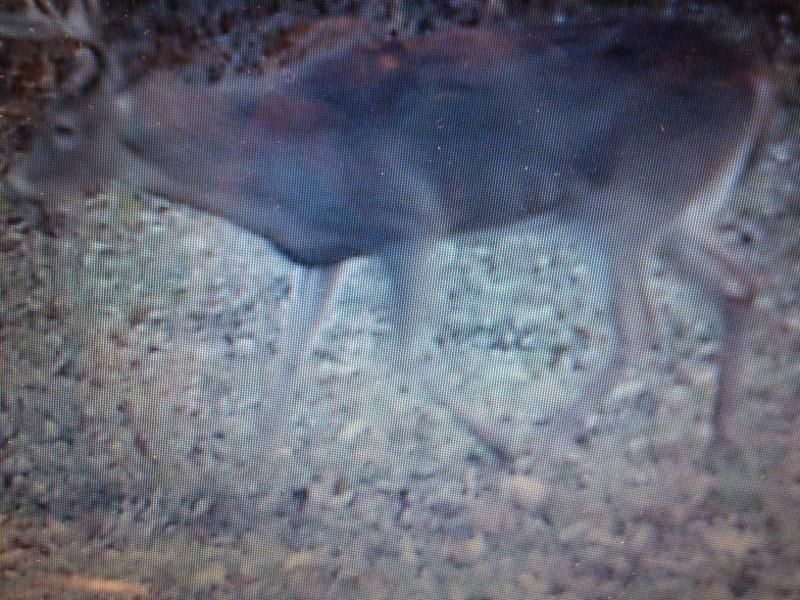 Buck2 (2)