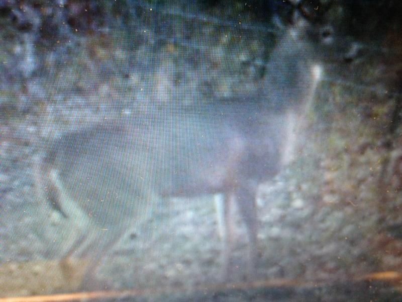 Buck2 (3)