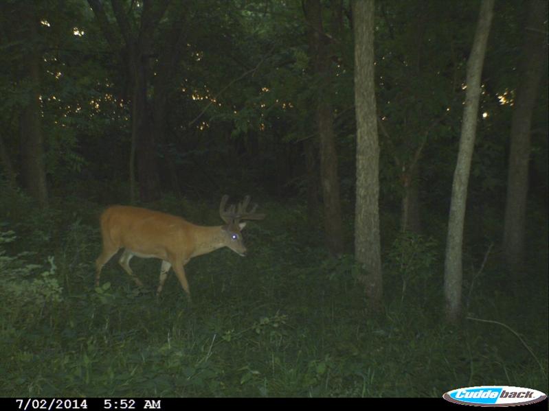Buck3