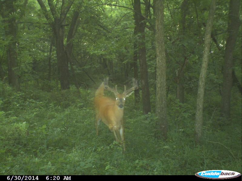 Buck4