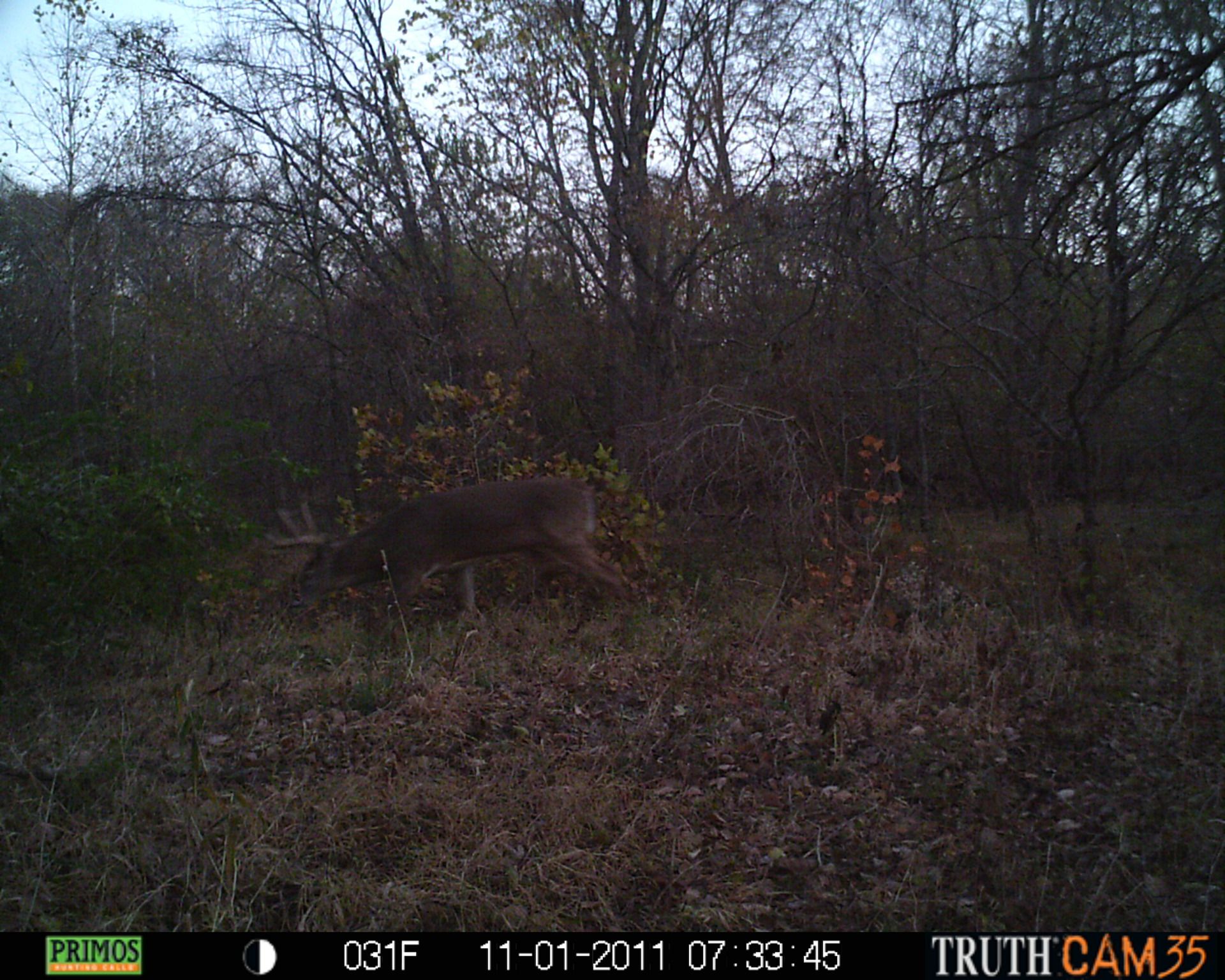 Bucks