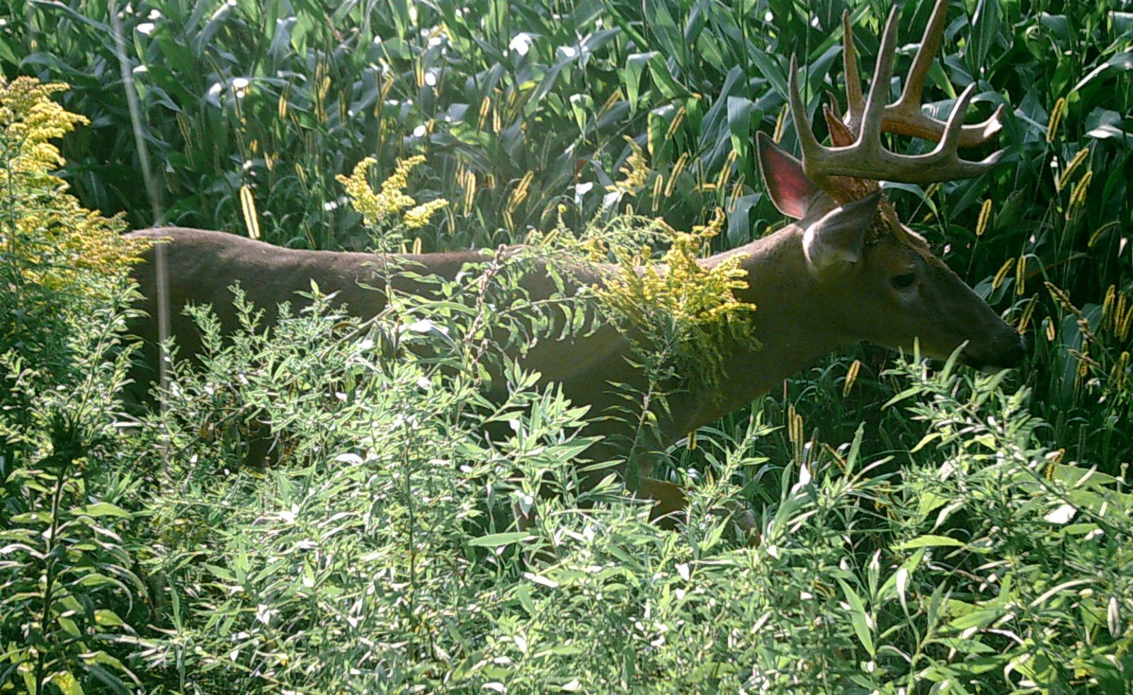 Bucks
