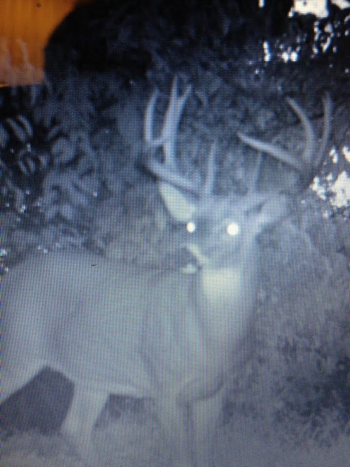 Bucks