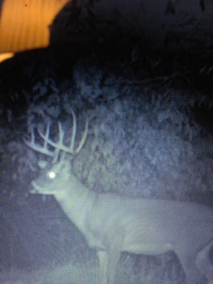 Bucks