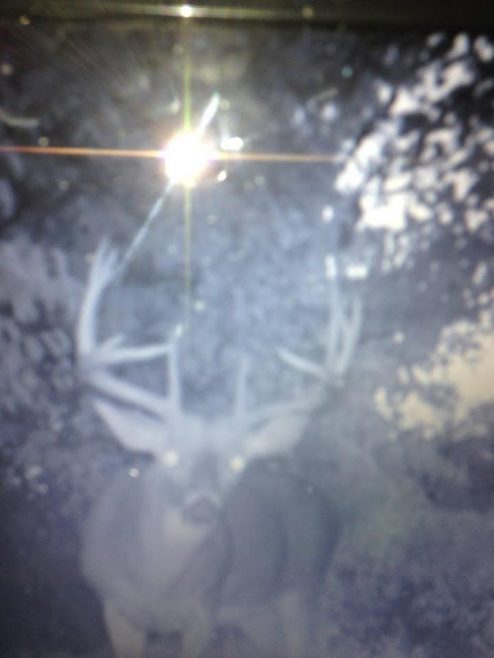 Bucks