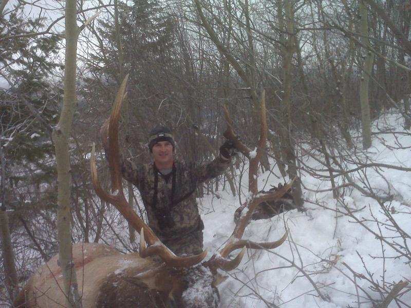 Bull from 2010