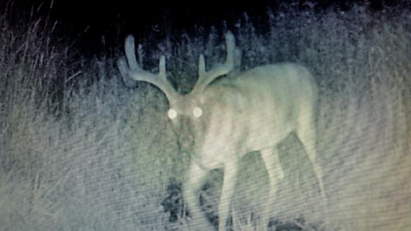 bullybuck