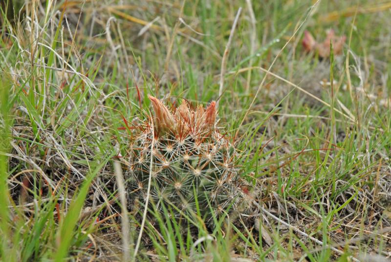 Cactus (2)