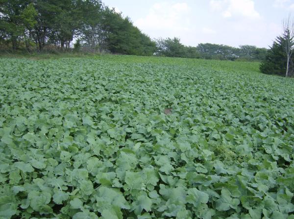 Canola And Pt Turnips