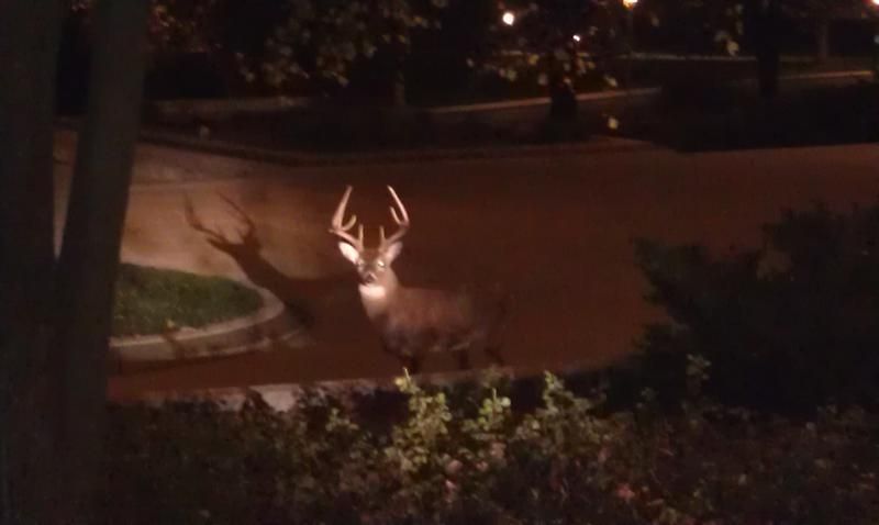Capitol Building Buck Des Moines, IA
