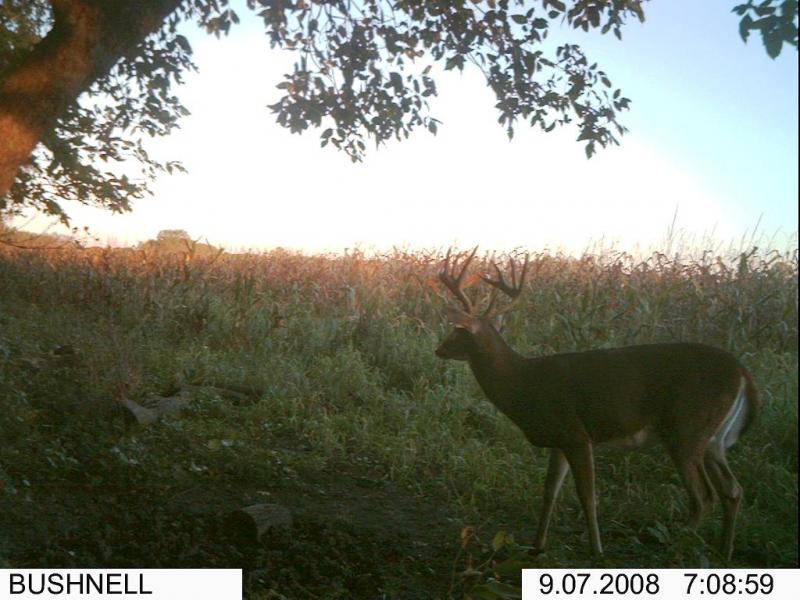 Caribou 10 2