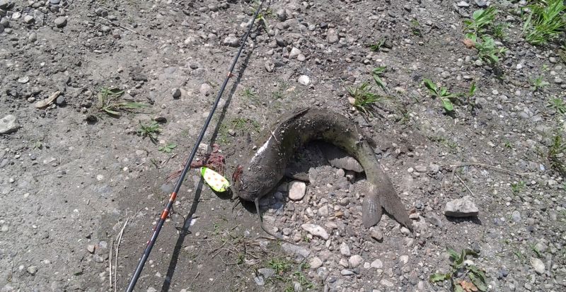 Catfish