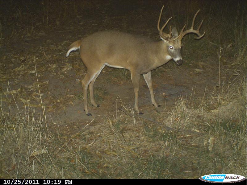 CDY 0071